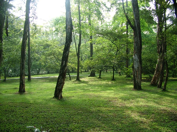 浓绿的小森林景象
