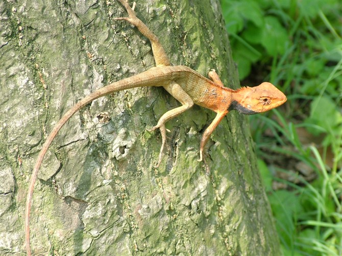 不知名的蜥蜴？