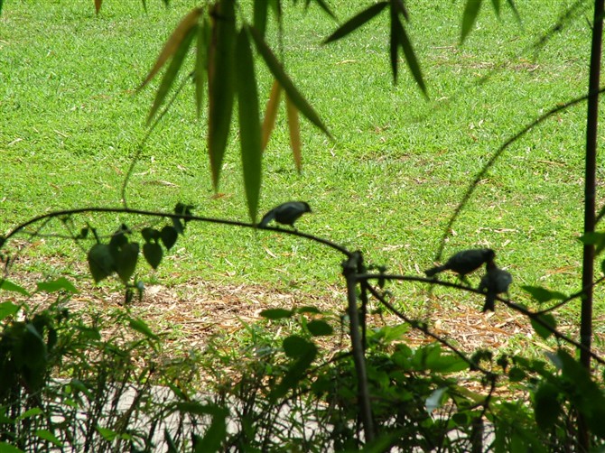 接吻抓拍瞬间（手抖））